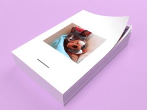 Chat câlin